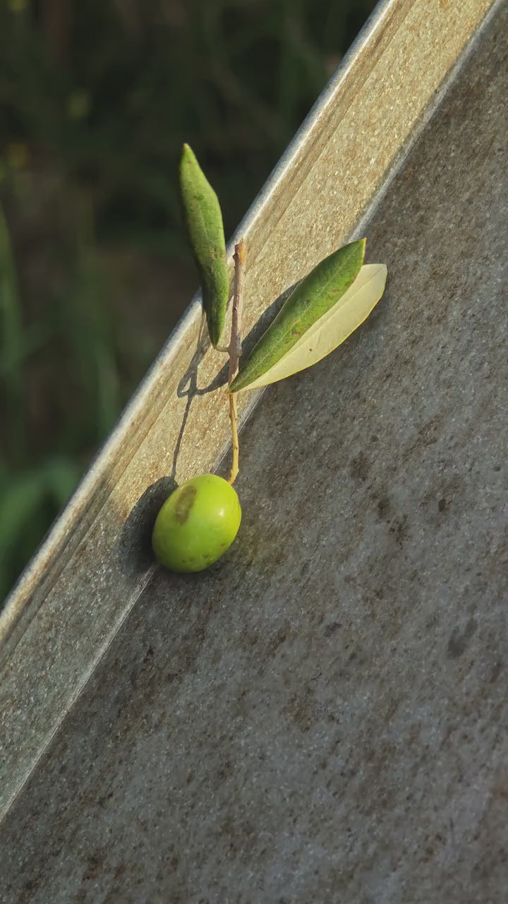 Istrska belica olive and grove footage