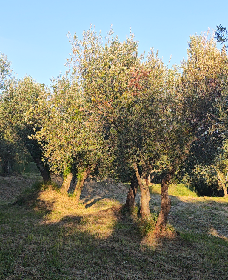 Timor olive grove
