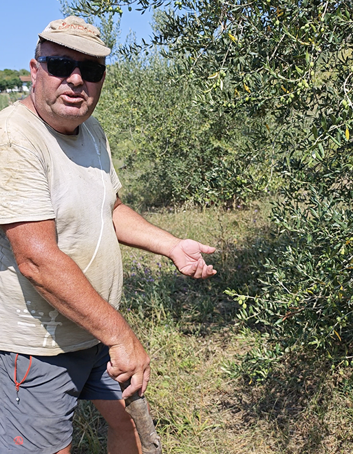 Olive harvest