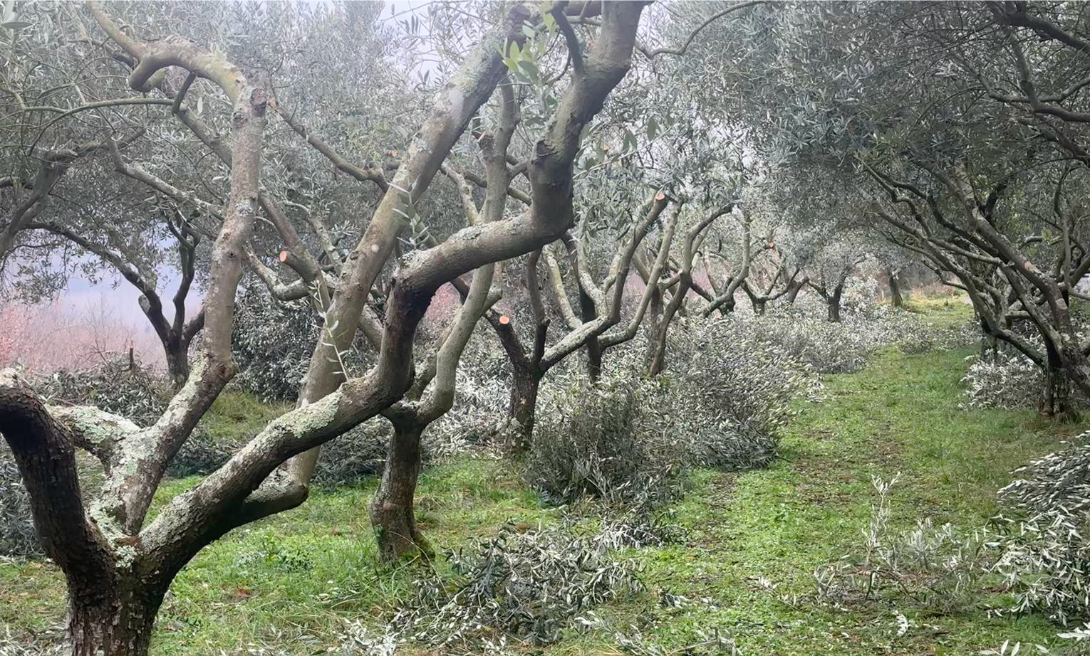 Istrska belica olive grove
