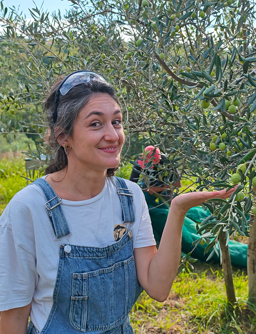 Olive harvest