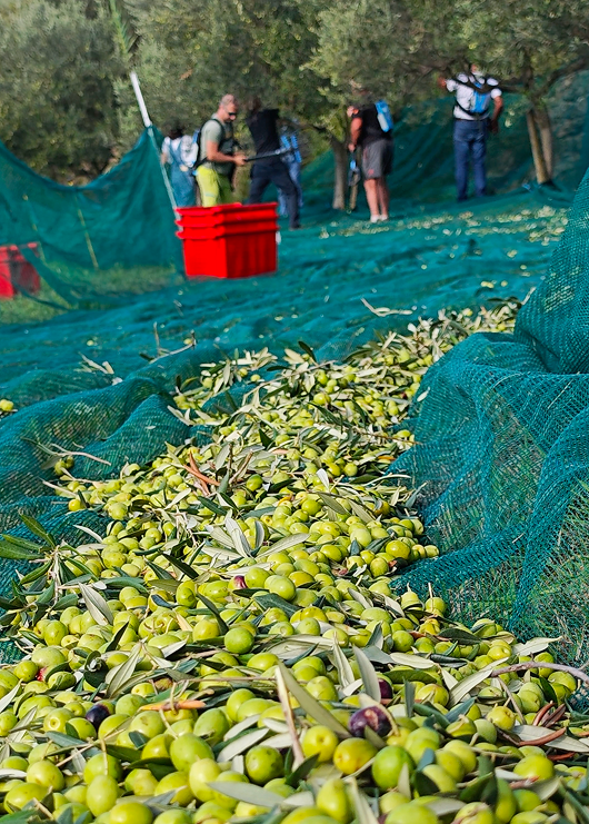 Harvest day in the grove