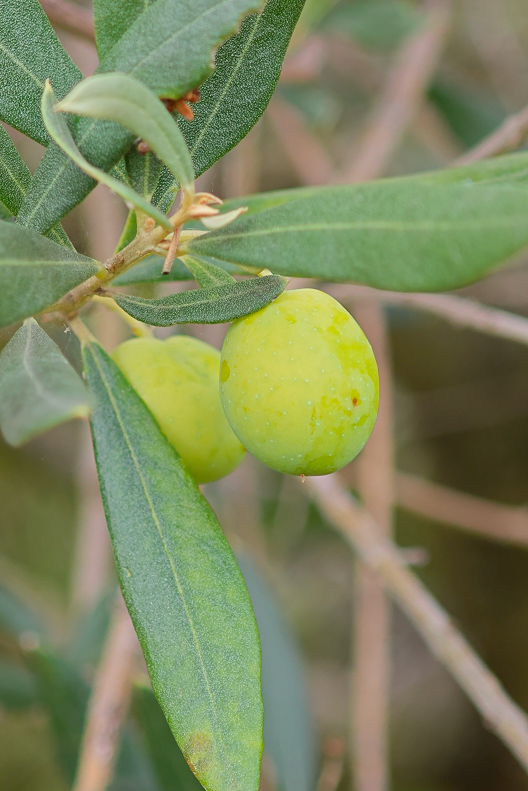 Fresh Istrska belica olives